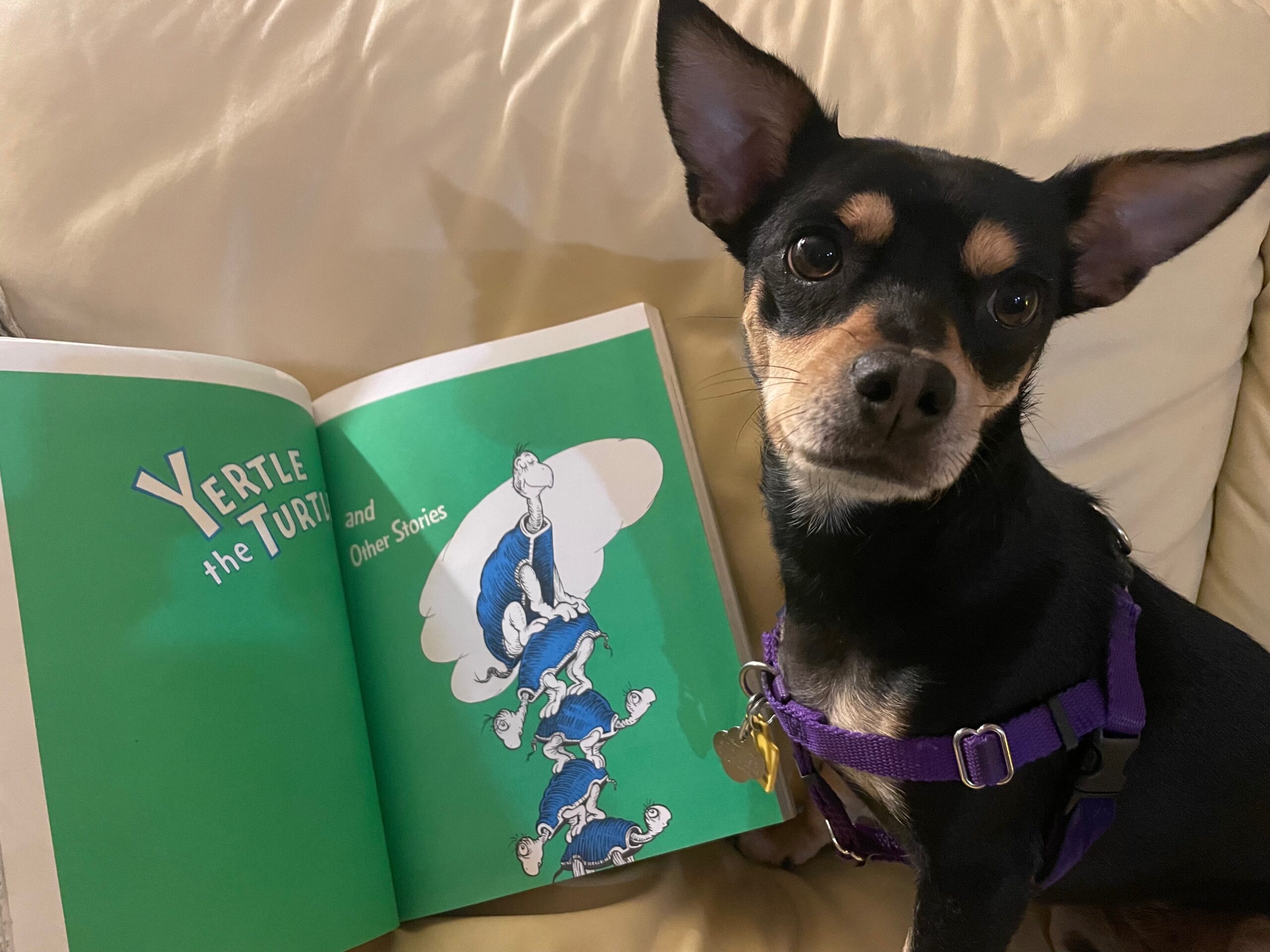 Read To Your Dog